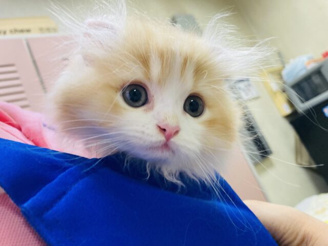 アメリカンカール