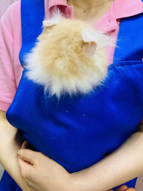 アメリカンカール