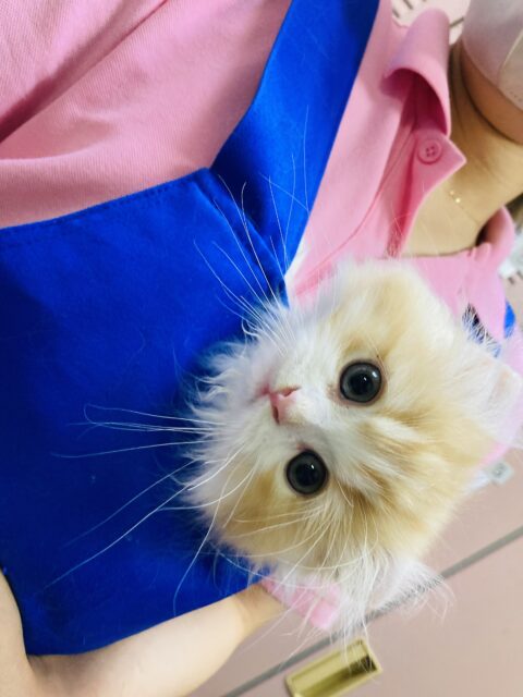 アメリカンカール