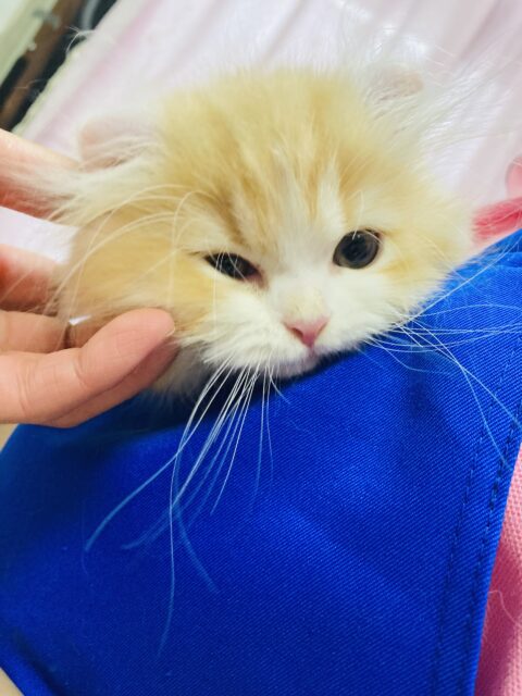 アメリカンカール