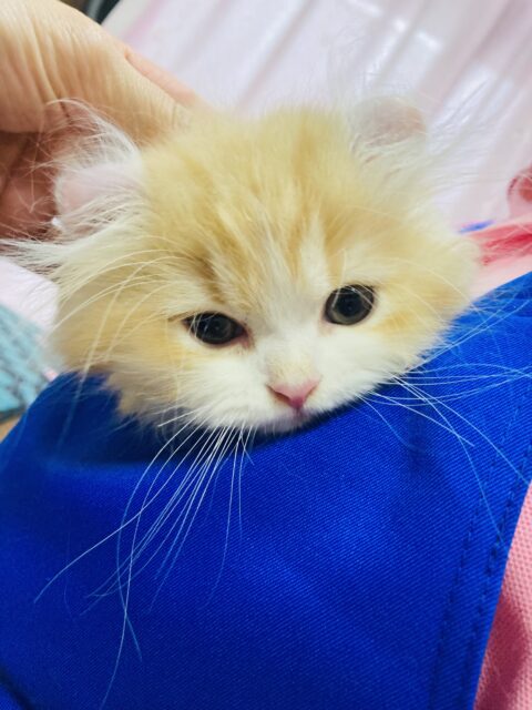 アメリカンカール