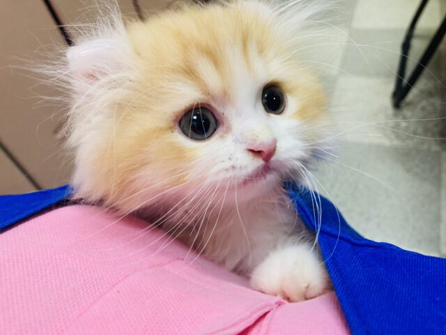 アメリカンカール