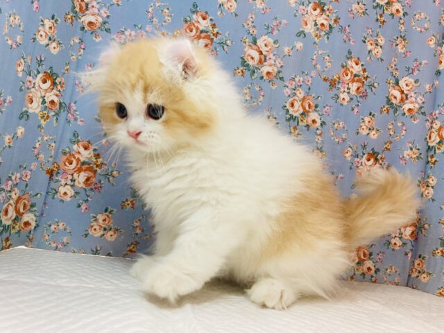 アメリカンカール