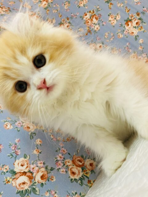 アメリカンカール