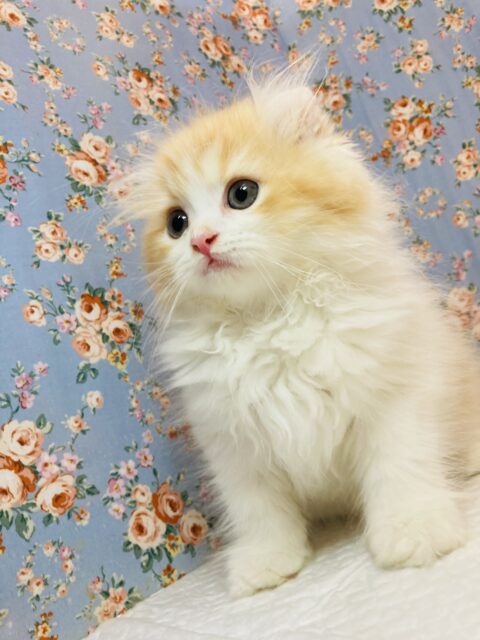 アメリカンカール