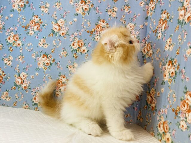 アメリカンカール