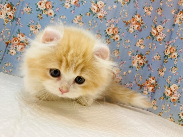 アメリカンカール