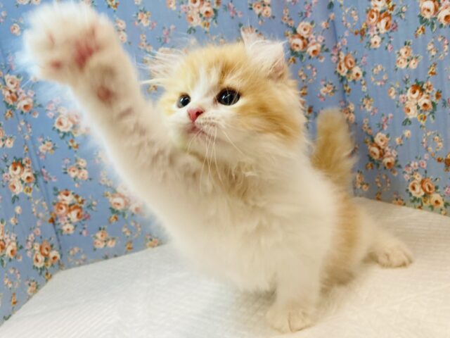 アメリカンカール