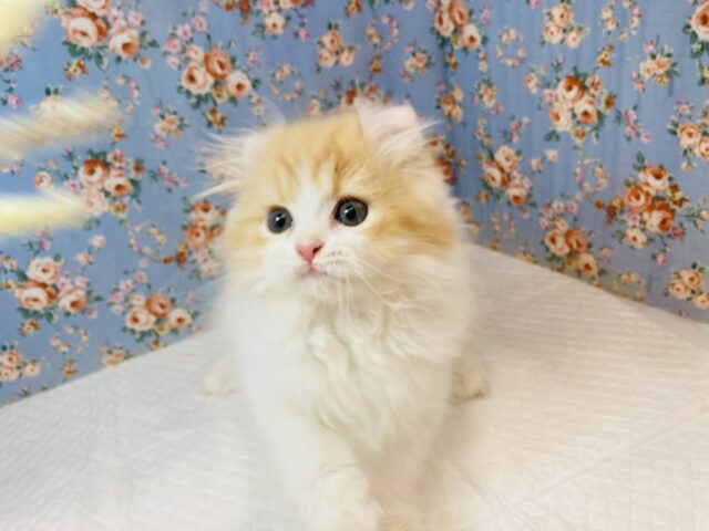 アメリカンカール