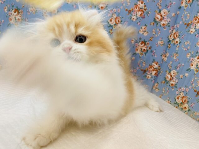 アメリカンカール