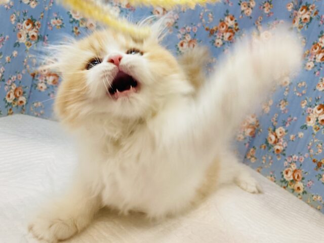 アメリカンカール