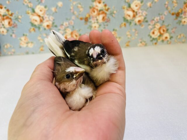 十姉妹（ジュウシマツ）