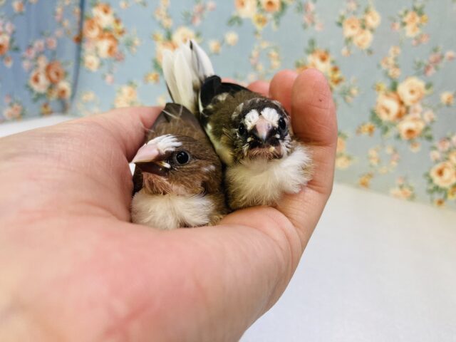 十姉妹（ジュウシマツ）