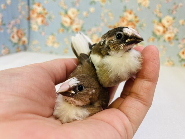 十姉妹（ジュウシマツ）