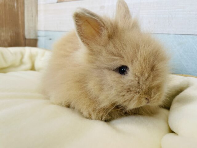 ライオンラビット