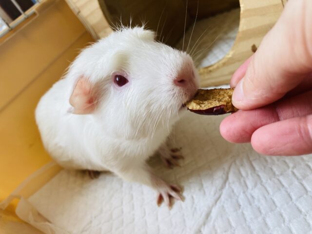 クレステッドモルモット