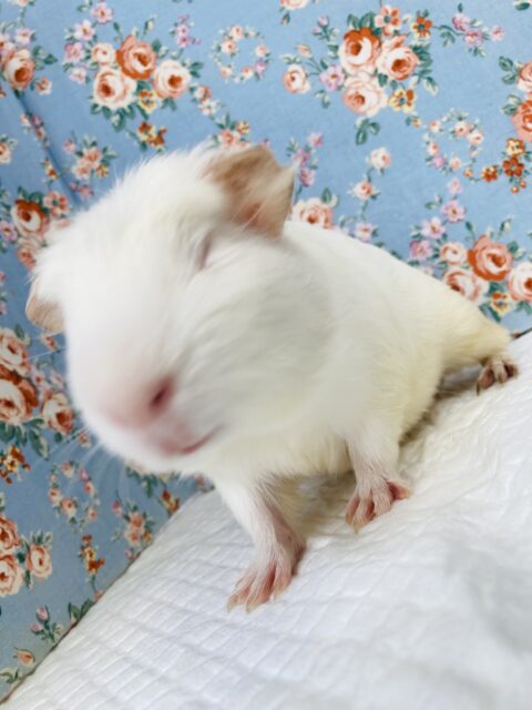 クレステッドモルモット