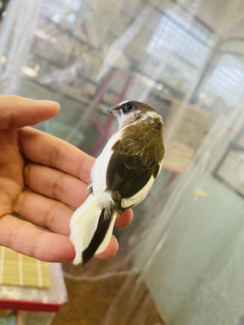 十姉妹（ジュウシマツ）