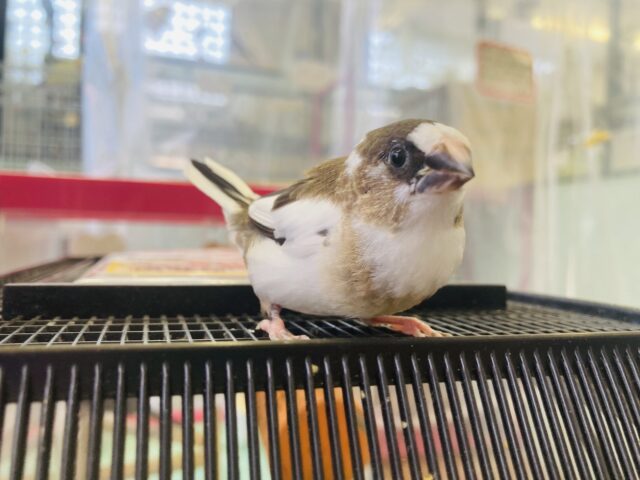 十姉妹（ジュウシマツ）