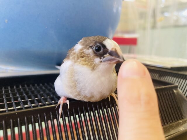 十姉妹（ジュウシマツ）