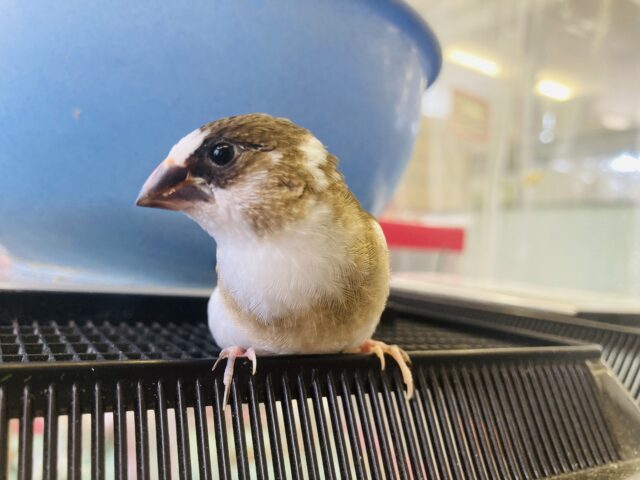 十姉妹（ジュウシマツ）