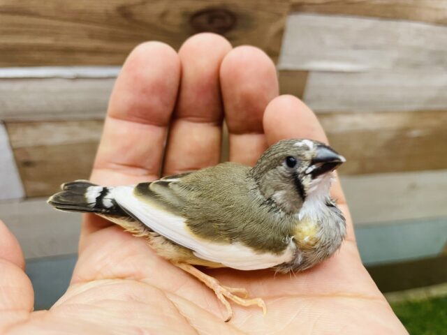 錦花鳥（キンカチョウ）