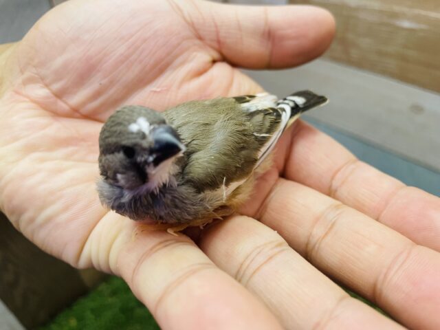 錦花鳥（キンカチョウ）