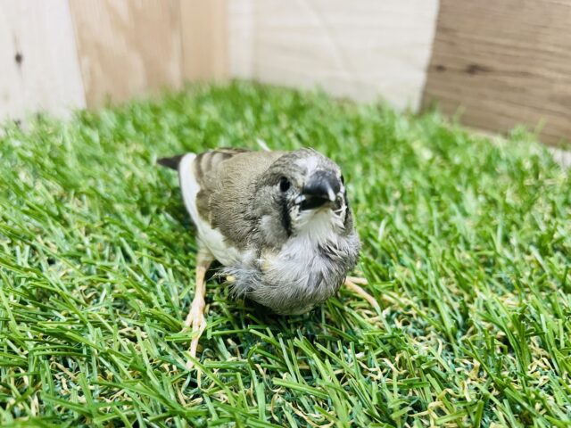 錦花鳥（キンカチョウ）