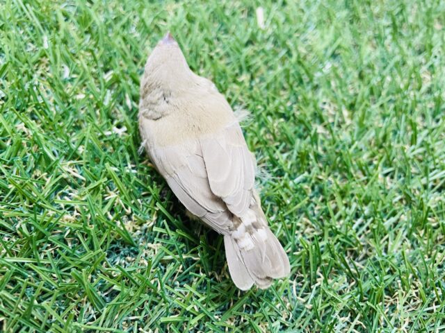 錦花鳥（キンカチョウ）