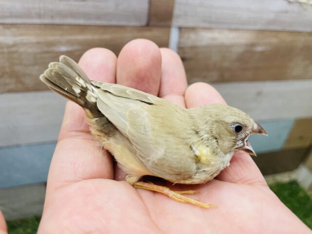 錦花鳥（キンカチョウ）