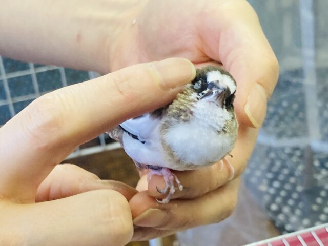 十姉妹（ジュウシマツ）