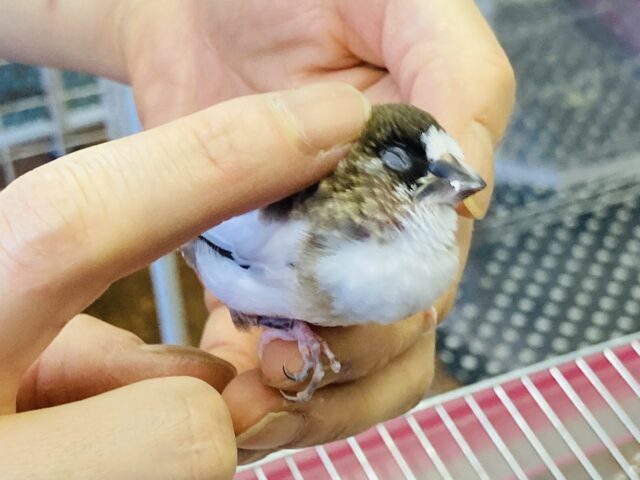 十姉妹（ジュウシマツ）