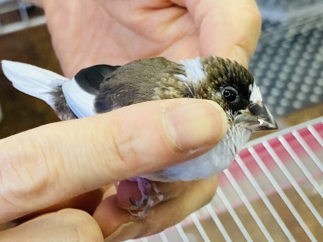 十姉妹（ジュウシマツ）