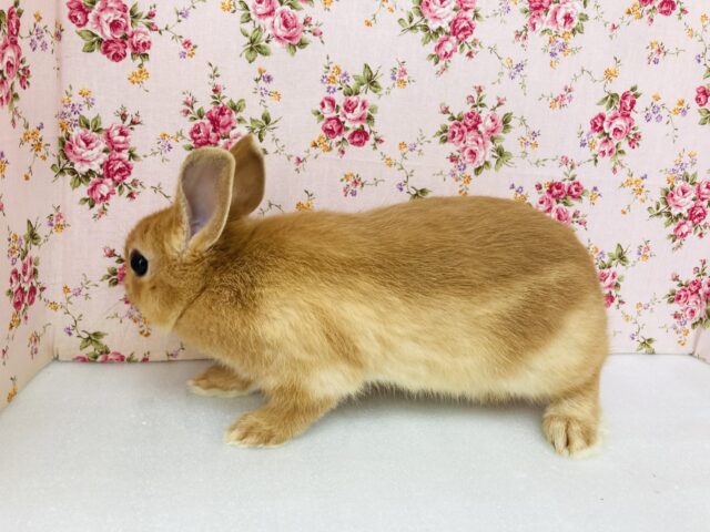 ネザーランドドワーフ