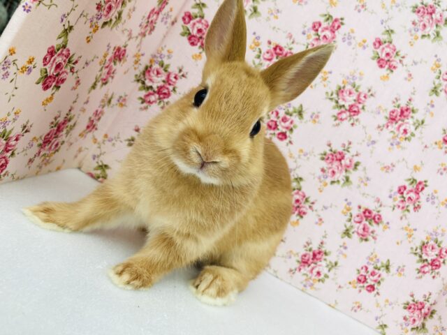 ネザーランドドワーフ