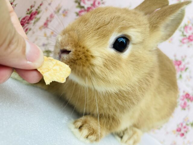 ネザーランドドワーフ