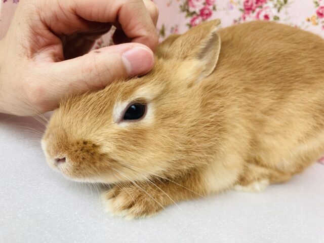 ネザーランドドワーフ