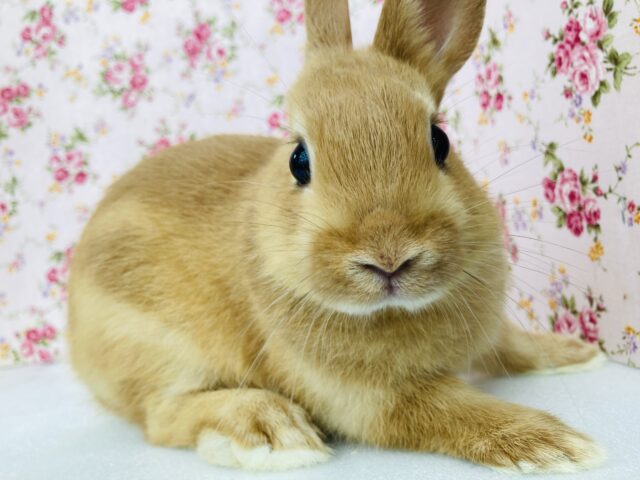 ネザーランドドワーフ