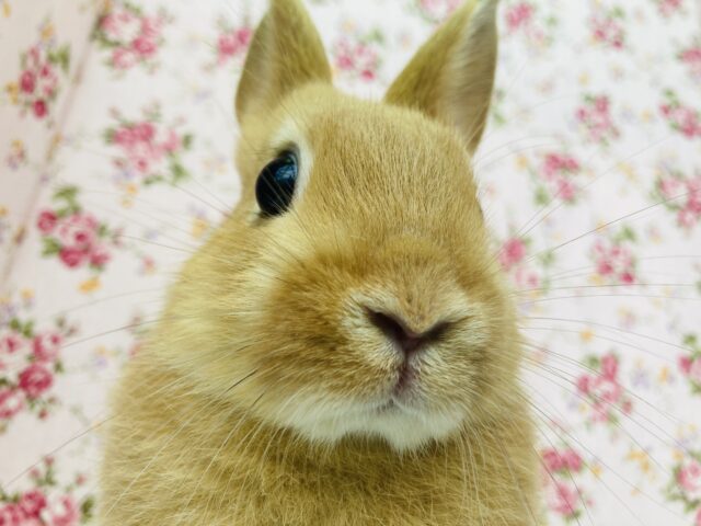 ネザーランドドワーフ