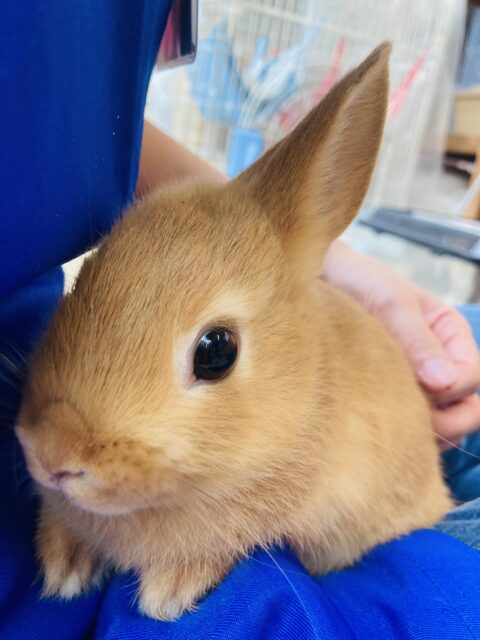 ネザーランドドワーフ