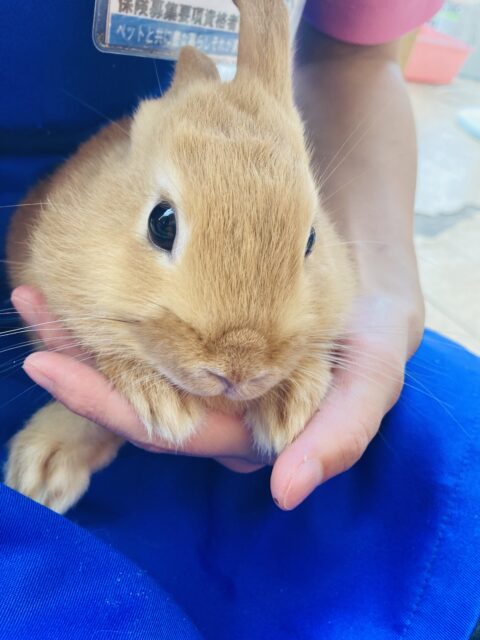 ネザーランドドワーフ