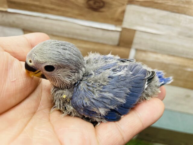 コザクラインコ（小桜インコ）