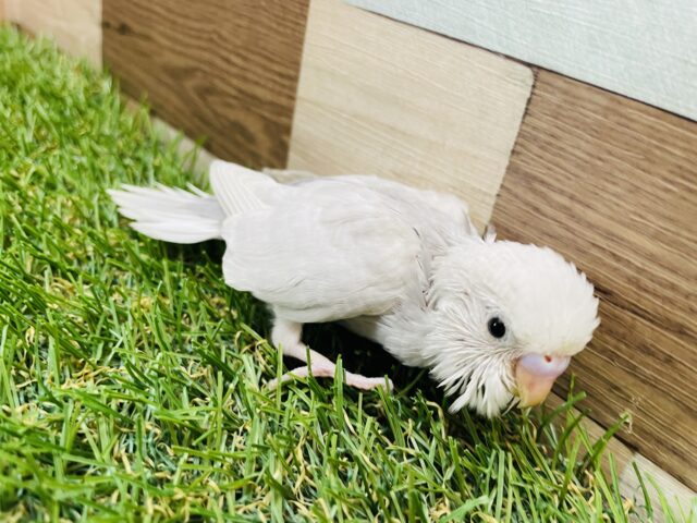 セキセイインコ