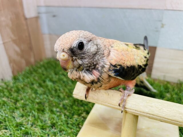 アキクサインコ（秋草インコ）