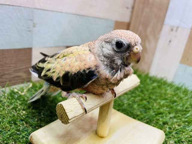 アキクサインコ（秋草インコ）