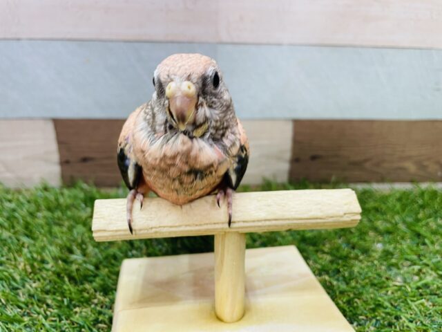 アキクサインコ（秋草インコ）