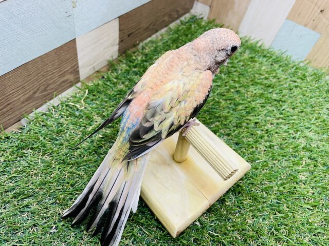 アキクサインコ（秋草インコ）