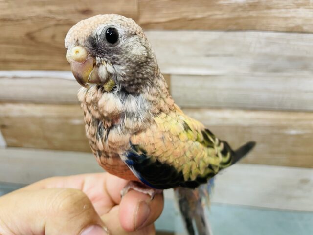 アキクサインコ（秋草インコ）