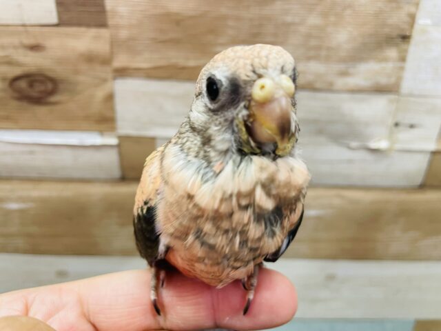 アキクサインコ（秋草インコ）