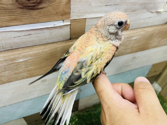 アキクサインコ（秋草インコ）